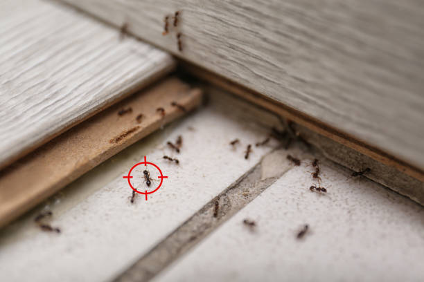 Best Cockroach Control Services  in Eustis, FL