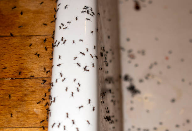Spider Control Near Me in Eustis, FL
